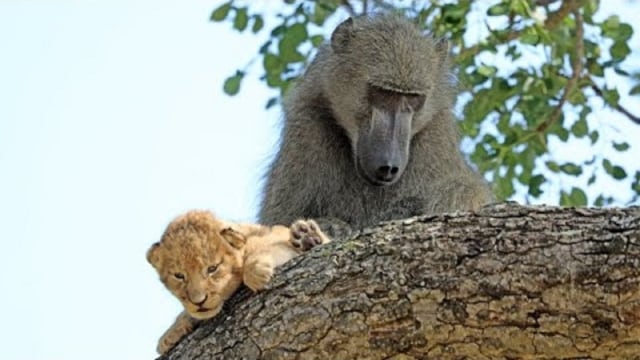 Tak Biasa, Seekor Babun Jantan Ketahuan ‘Menculik’ Anak Singa di Afrika Selatan
