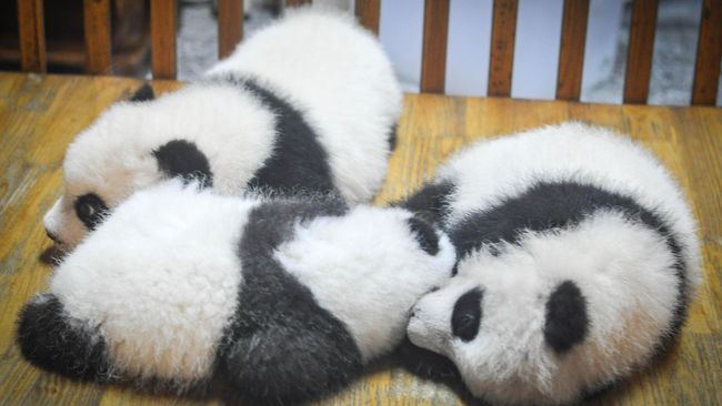 Kebun Binatang Washington Sambut Kelahiran Bayi Panda Raksasa
