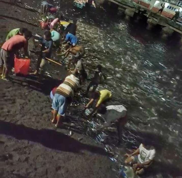 Fenomena Ribuan Ekor Ikan Terdampar di Pantai Pelabuhan Laut Lewoleba, NTT