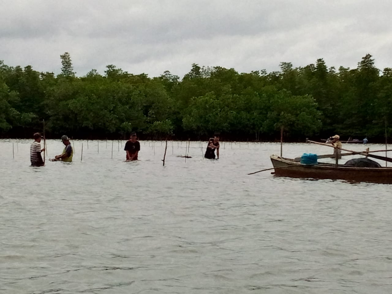 Masyarakat Tiga Wilayah di Kampung Bugis Mulai Menanam Mangrove