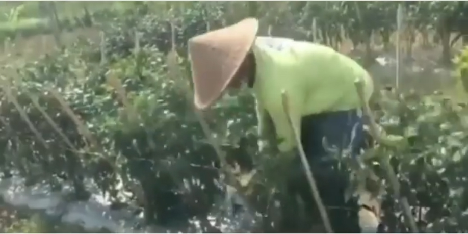 [VIDEO] Petani Cabai Ngamuk Rusak Tanaman Karena Harga Anjlok