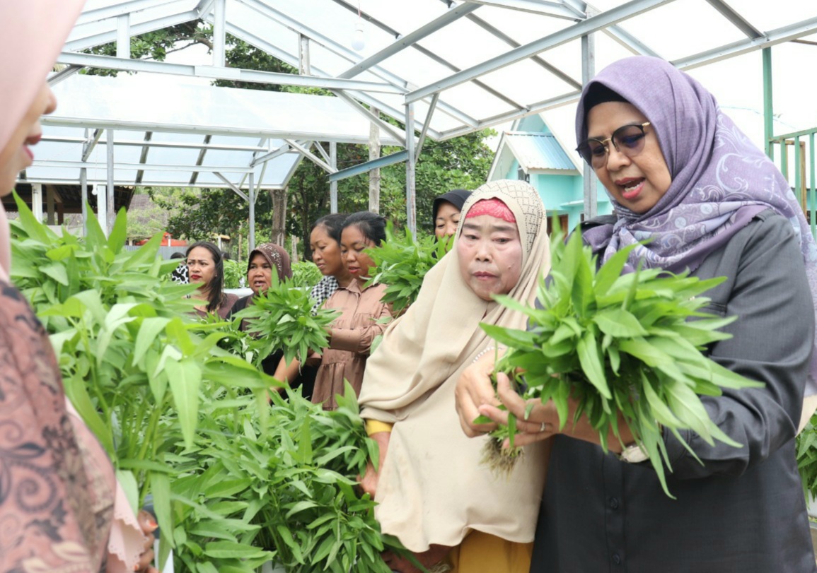 Dewi Ansar Bersama Warga Kampung Panglong Panen Sayuran Kangkung Hidroponik
