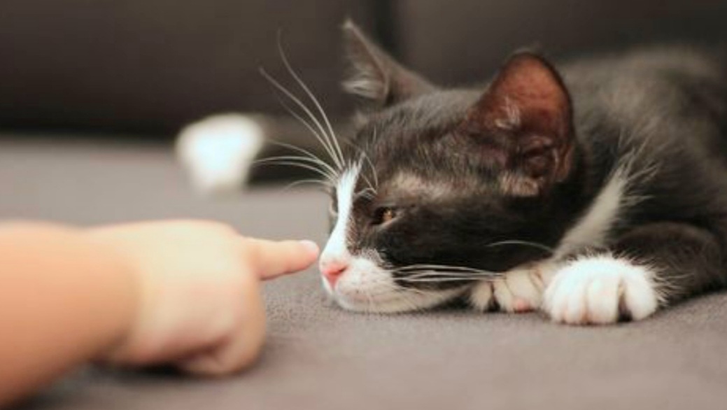 Gejala Cat Stratch Disease, Penyakit Manusia yang Ditularkan Kucing