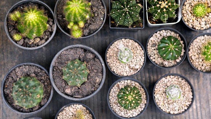 Jenis-Jenis dan Manfaat Tanam Kaktus Hias di Dalam Rumah