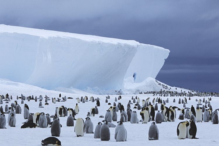 Kantor Pos Antartika Buka Lowongan, Tugasnya Termasuk Menghitung Penguin