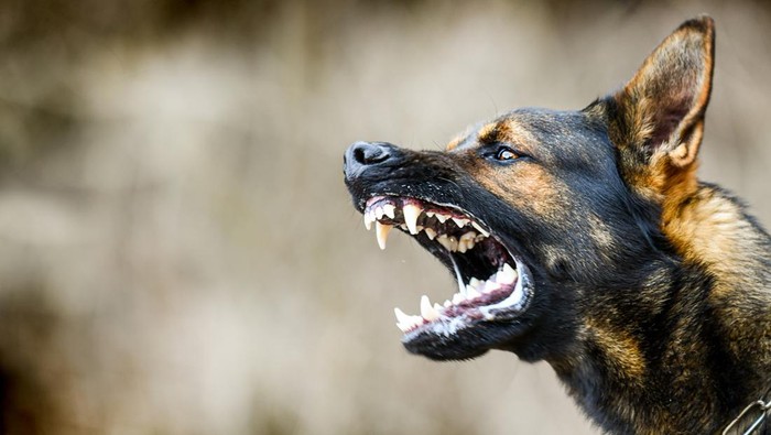 Herder Gigit Pejalan Kaki di Perumahan Elite Semarang Disuntik Mati